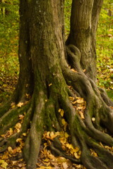 Fototapeta na wymiar drzewa jesienią
