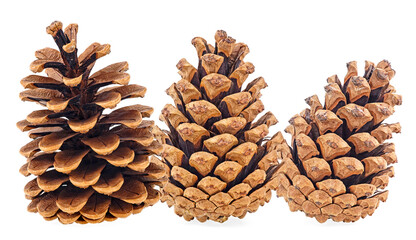 Collection of brown pine cones isolated on a white background