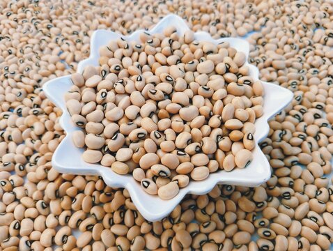 Cowpea Blackeyed Pea Seeds White Lobia A Legume  Pulse An Edible Bean A Plant Chawli Black-eyed Bean Vigna Unguiculata Southern-pea China Pea, Bombay Cowpea Southern Peas Blackeye Peas Crowder Peas