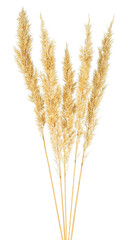 Spikelets of bulrush isolated on a white background. Reed spikelets.