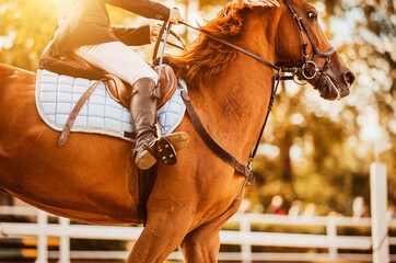 A beautiful sorrel horse with a rider in the saddle gallops quickly illuminated by sunlight at...