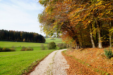 a road leading through the scenic sun-drenched autumnal landscape with yellow trees and still green meadows of the Bavarian countryside (Konradshofen village in Bavaria, Germany)