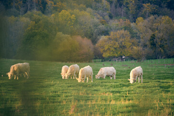 Belles vaches dans un près en automne