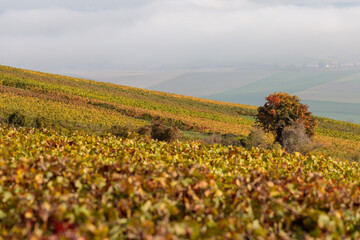 Vineyard in France near the Avenue de Champagne