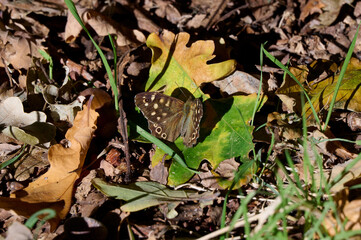butterfly furry sand eye is sitting in the sun between the autumn leaves and twigs