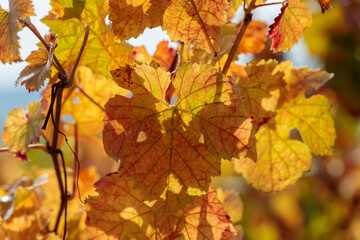 Naklejka na ściany i meble Autumn yellow vine leaf