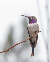 Picaflor chico Picaflor del Norte en una rama