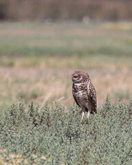 Pequen chileno Buho owl