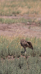 Pequen chileno Buho owl