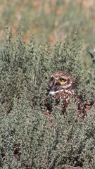Pequen chileno Buho owl