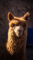 Alpaca portrait close up