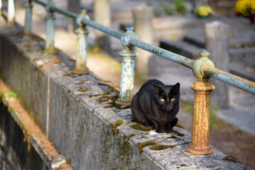 Obraz premium Black cat on the graveyard fence