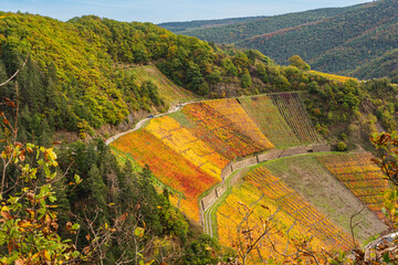 Der Rotweinwanderweg in den Weinbergen der Ahr im Goldenen Oktober 2022