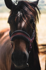 Obraz premium Horses