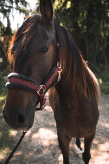 Obraz premium Horses