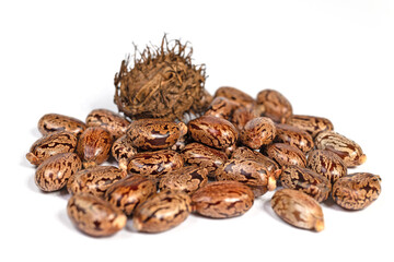 Samen vom Wunderbaum, Rizinus, vor weißem Hintergrund