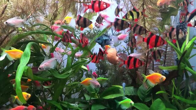Various aquarium fish, different colors swim in the aquarium against the background of algae