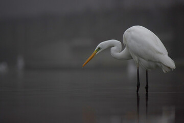 great egret ardea alba