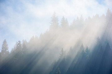 sunlight through fog among coniferous trees. beautiful nature background in autumn season