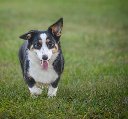 Corgi running in a park