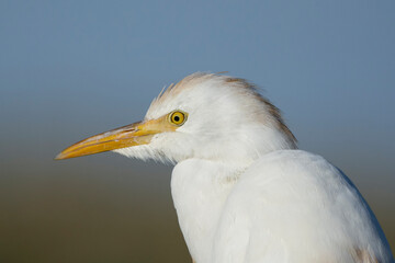 Portrait of cattle egret - Bubulcus ibis with blue background. Photo from Akrotiri Wetland in Cyprus