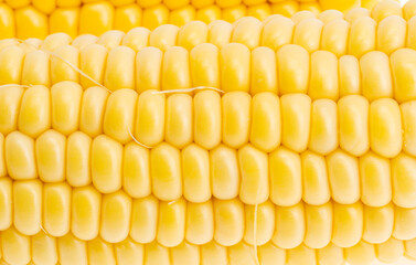 background of young corn close up