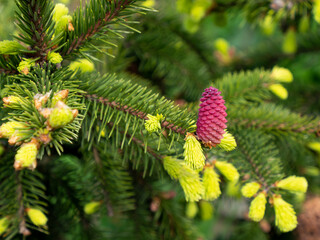 Fototapeta premium Picea abies, the Norway spruce or European spruce, young female cone