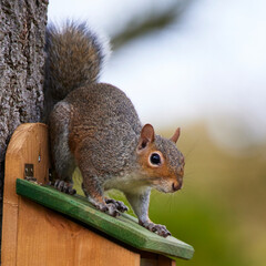 Squirrel at the feeder