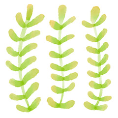 seaweed watercolor marine plant
