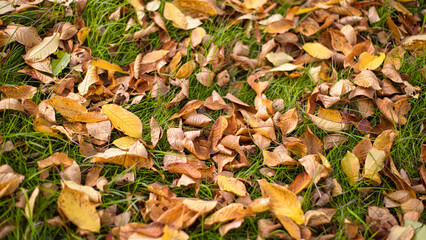 Herbstblätter in tollen Farben im Gargen