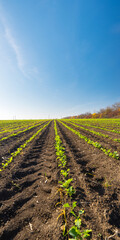 green rapeseed sprouts