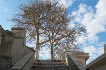 Stairway and Platanus, plane tree with round seeds and without leaves during winter, Platanus acerifolia, in Zadar, Croatia