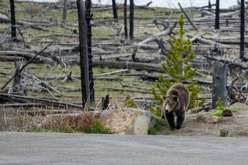 Closeup shot of a grizzly bear walking in the forest