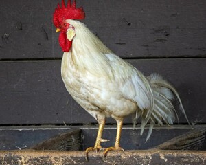 Closeup of a Leghorn chicken walking on a farm