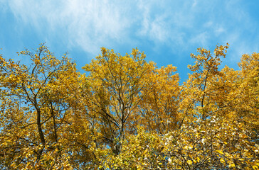 autumn forest landscape