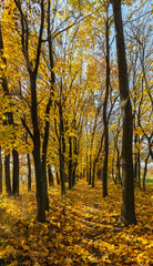 autumn forest landscape