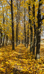 Obraz premium autumn forest landscape