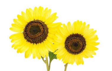 Obraz premium yellow sunflower isolated