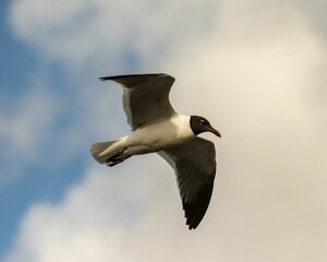 Laughing gull (Leucophaeus atricilla) in flight