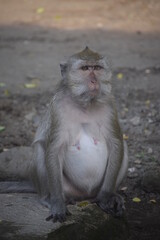 Photo of a pregnant monkey sitting