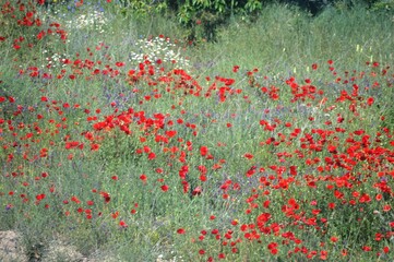 red tulip in the grass