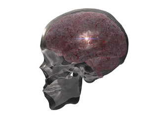 Brain revealed in transparent skull