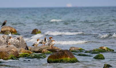 Mergansers on the seashore on the island of Rügen in Germany