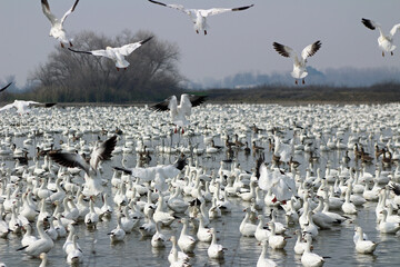 Migrating Snow Geese