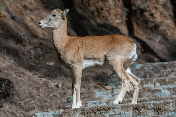 Naklejka na ściany i meble Young cyprus mouflon - Ovis gmelini ophion standing on road. Photo from Cyprus.