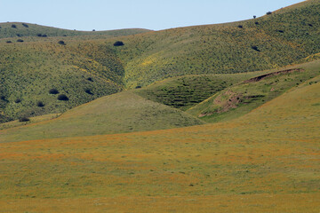 Fototapeta premium Carrizo Plain National Monument During Superbloom