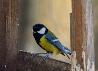 Great tit sits on a feeder