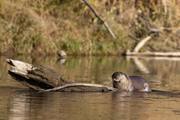 European otter on the Vistula River in Poland, eats fish, fish hunting