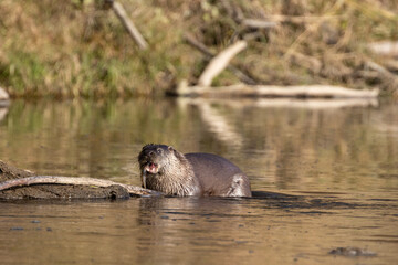Fototapeta premium European otter on the Vistula River in Poland, eats fish, fish hunting