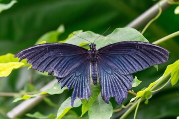 Closeup shot of the great Mormon (Papilio memnon) butterfly sitting on a green plant